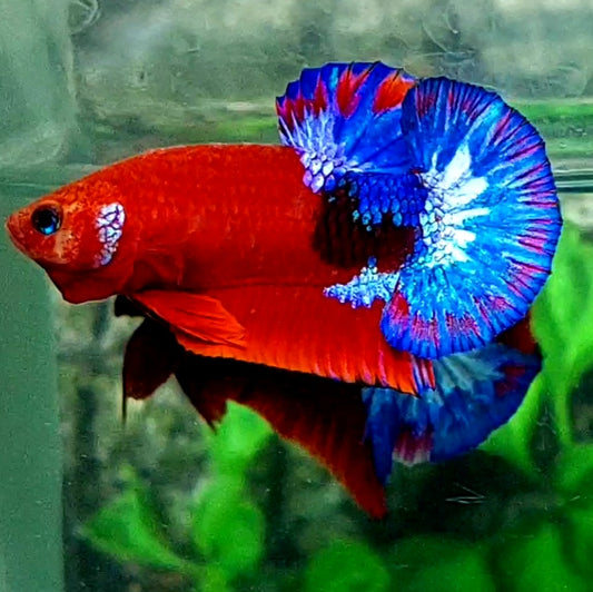 Hellboy Bold Blue Tail HMPK Male