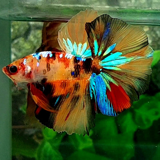 Multicolor Galaxy Halfmoon Male