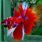 Red Purple Galaxy Halfmoon Male