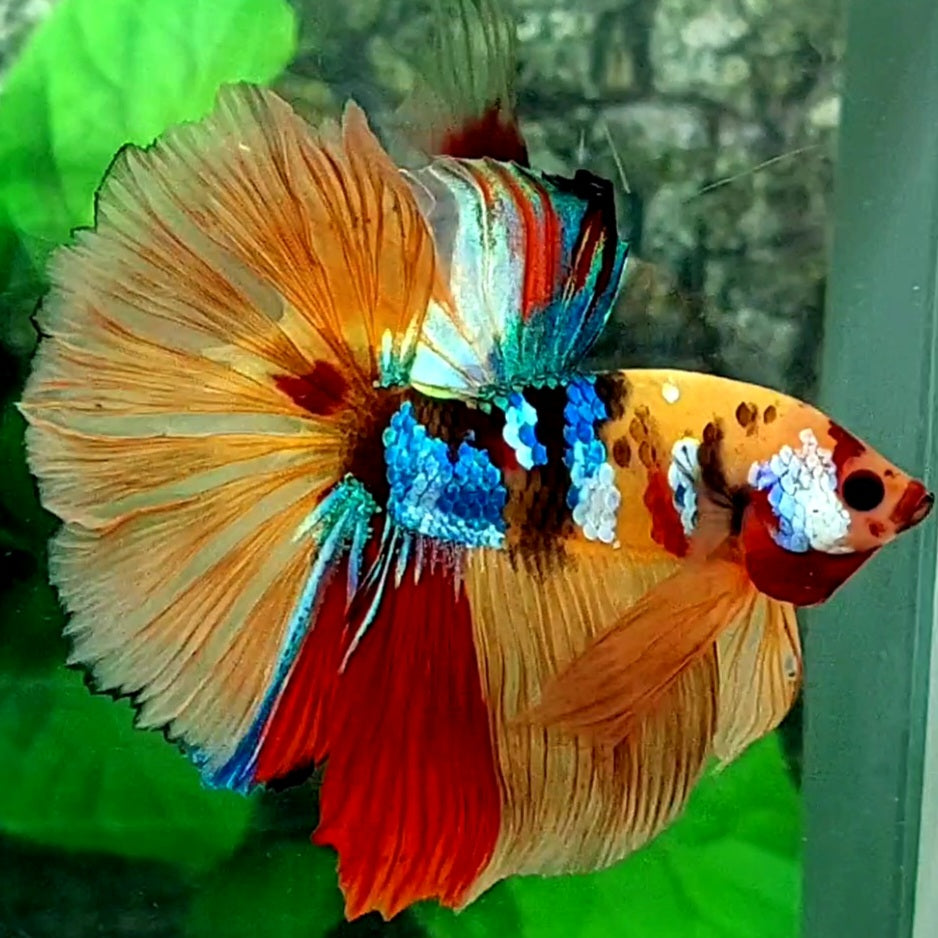 Multicolor Yellowbase Galaxy Halfmoon Male