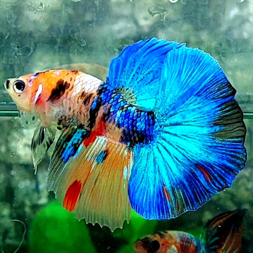 Junior Multicolor Galaxy Halfmoon Male