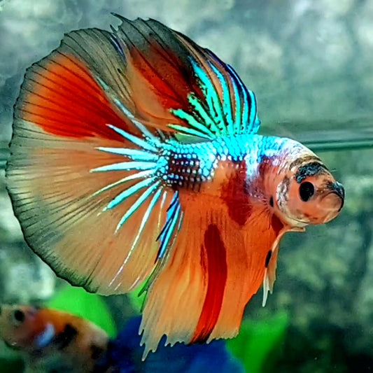 Multicolor Candy Halfmoon Male