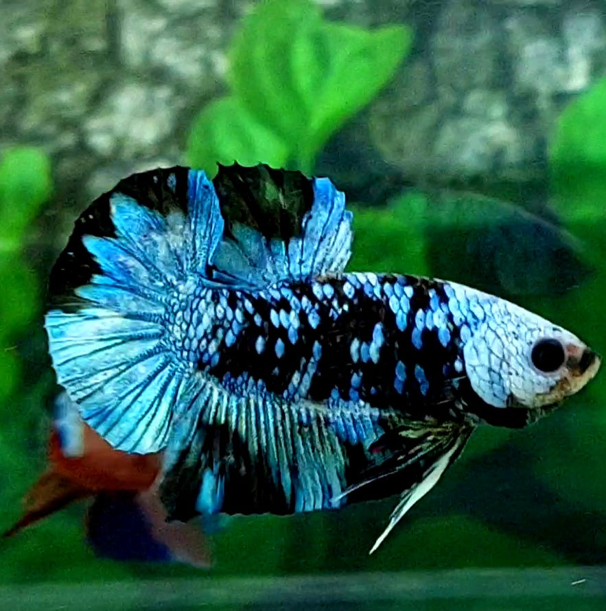 Black Star Avatar Gordon HMPK Male