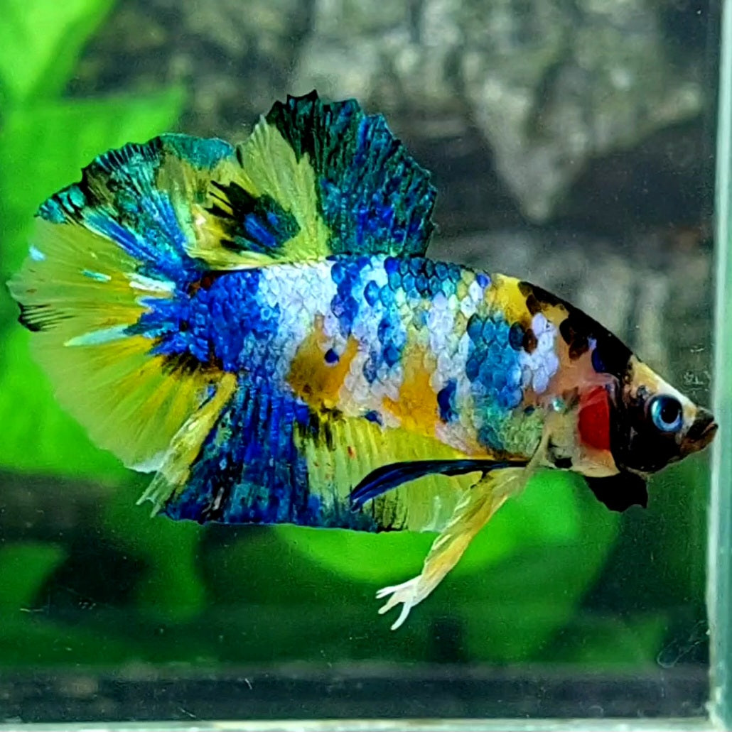 Yellow Galaxy Tiger HMPK Male