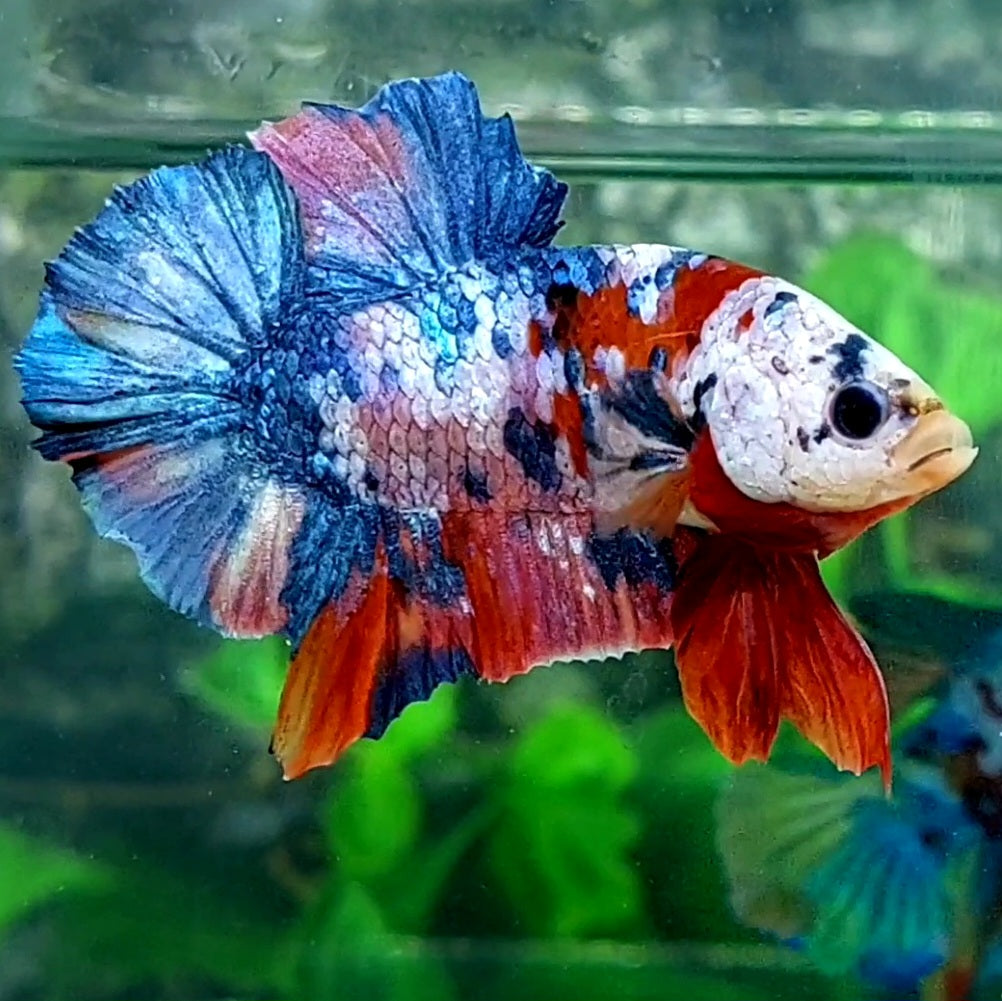 Multicolor Galaxy HMPK Male