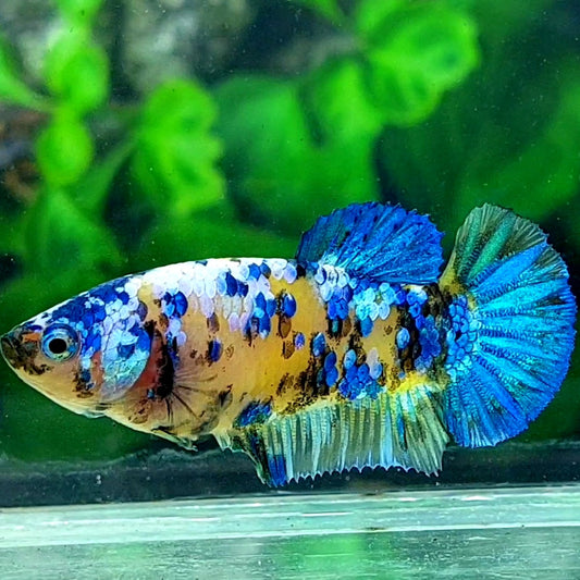 Yellow Galaxy HMPK Female For Sorority Tank/Breed