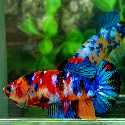 Multicolor Galaxy HMPK Female For Sorority Tank/Breed