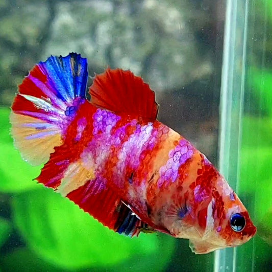 Multicolor Galaxy HMPK Female For Sorority Tank/Breed