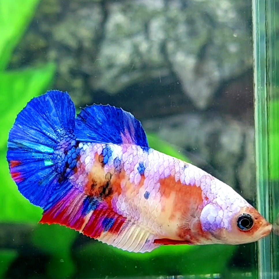 Multicolor Galaxy HMPK Female For Sorority Tank/Breed