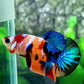 Multicolor Galaxy HMPK Female For Sorority Tank/Breed