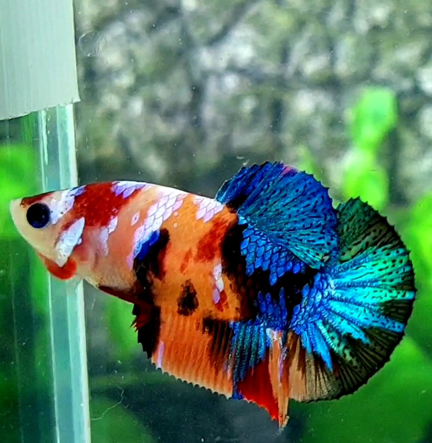 Multicolor Galaxy HMPK Female For Sorority Tank/Breed