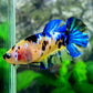 Yellow Galaxy Tiger HMPK Female For Sorority Tank/Breed