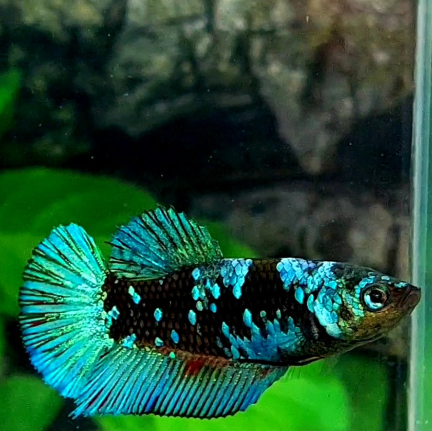 Avatar Gordon Black Star Turquoise Galaxy HMPK Female For Sorority Tank/Breed