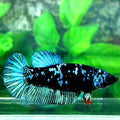Avatar Gordon Black Star Grey Galaxy HMPK Female For Sorority Tank/Breed