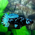 Avatar Gordon Black Star Grey Galaxy HMPK Female For Sorority Tank/Breed