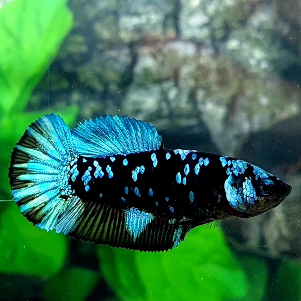 Avatar Gordon Black Star Grey Galaxy HMPK Female For Sorority Tank/Breed