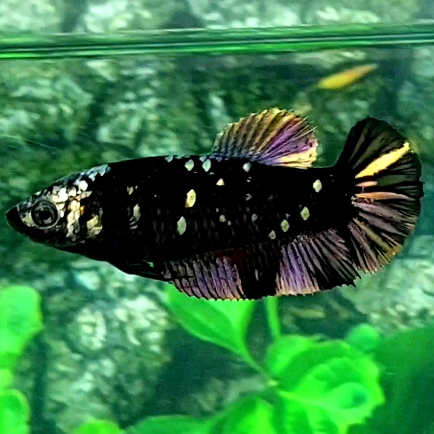 Black Star Copper Gold HMPK Female For Sorority Tank/Breed