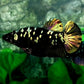 Black Star Copper Gold HMPK Female For Sorority Tank/Breed