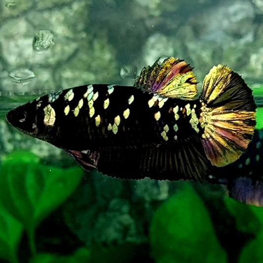 Black Star Copper Gold HMPK Female For Sorority Tank/Breed