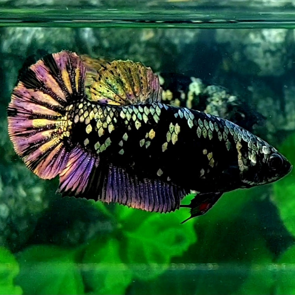 Black Star Copper Gold HMPK Female For Sorority Tank/Breed