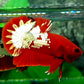 Startail Red Copper Gold HMPK Male