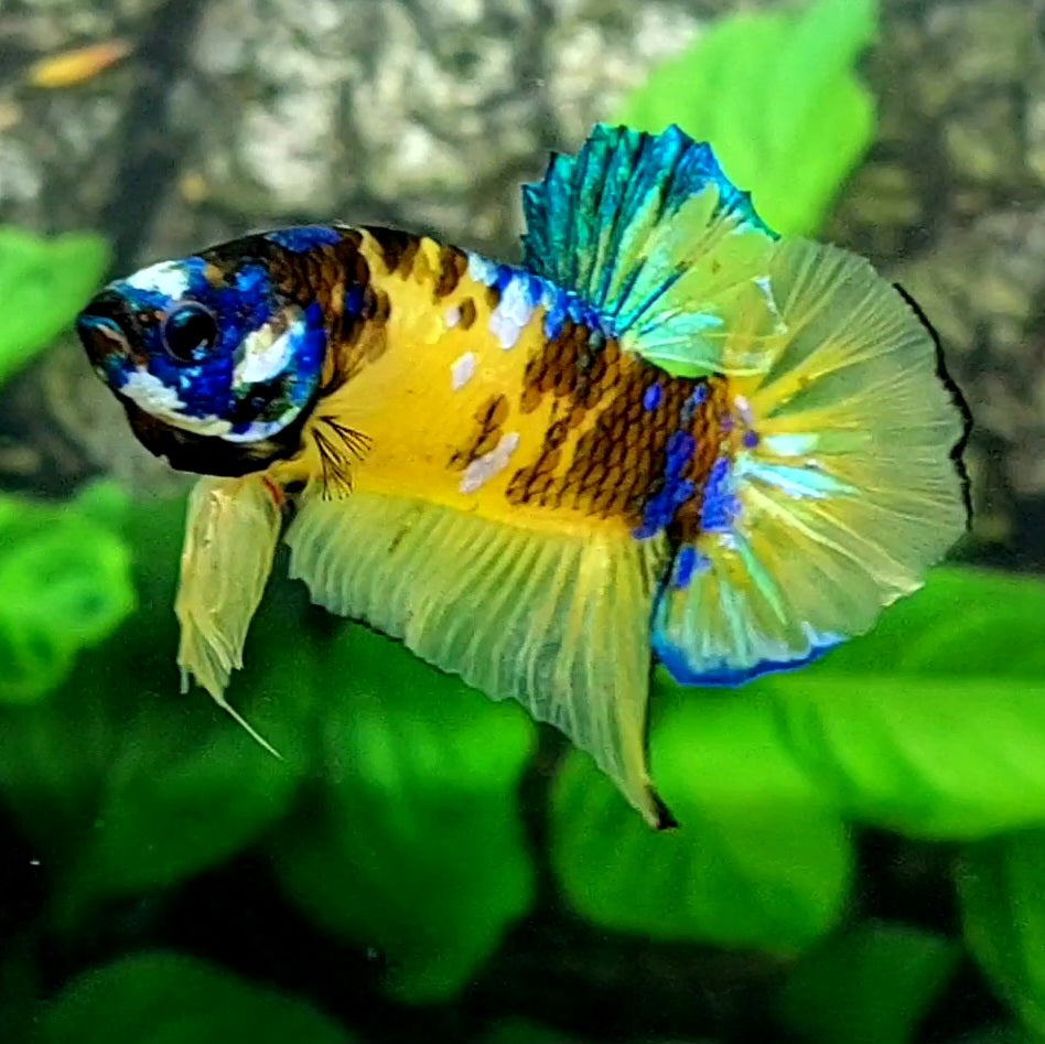 Yellow Galaxy Tiger HMPK Male