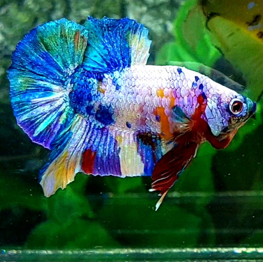 Rainbow Multicolor Galaxy HMPK Male