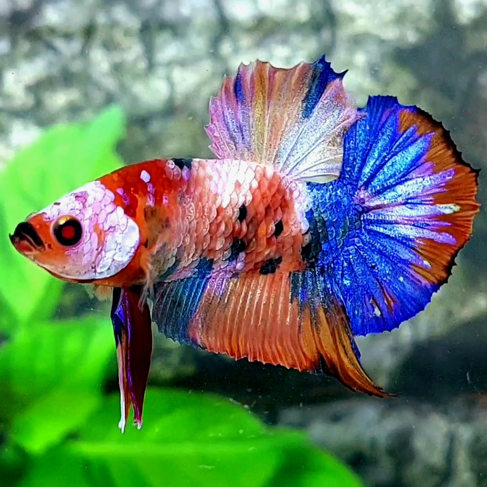 Multicolor Candy Galaxy HMPK Male