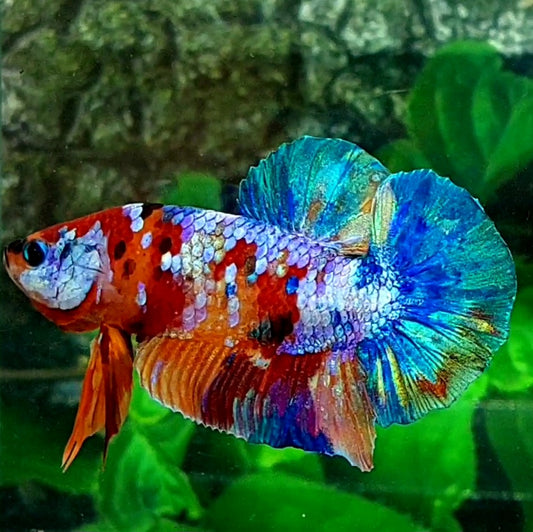 Multicolor Galaxy HMPK Male