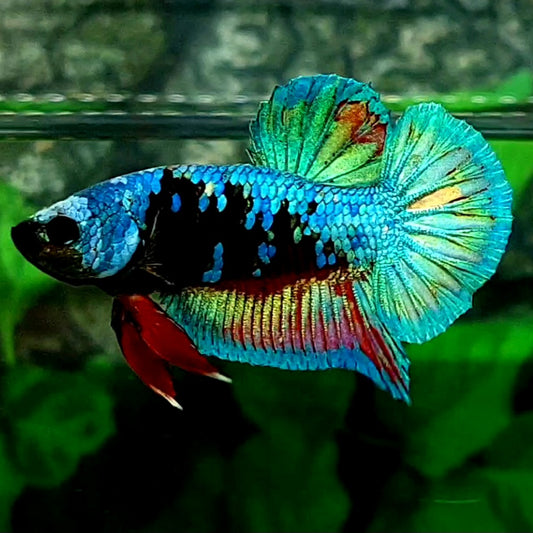 Black Multicolor Green Gold Galaxy HMPK Male