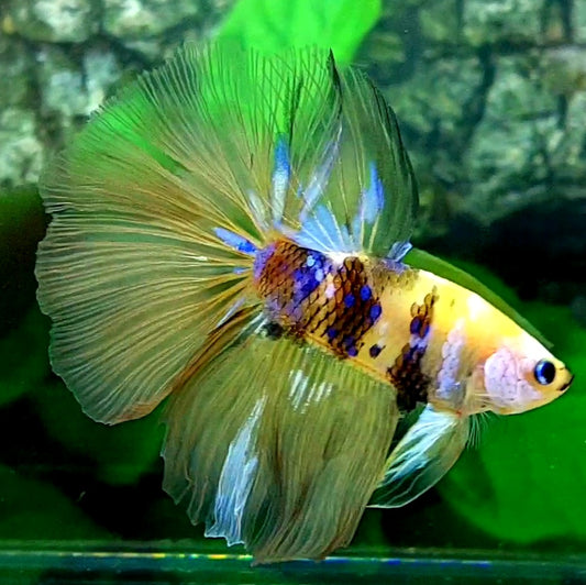 Breeding Pair Yellow Koi Galaxy Halfmoon Male