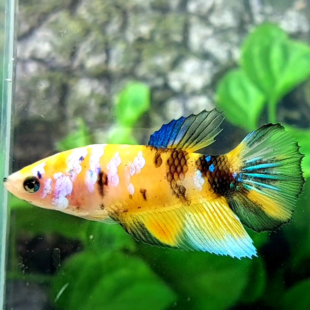 Breeding Pair Yellow Koi Galaxy Halfmoon Male