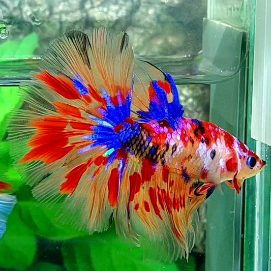 Multicolor Leopard Candy Galaxy Halfmoon Male