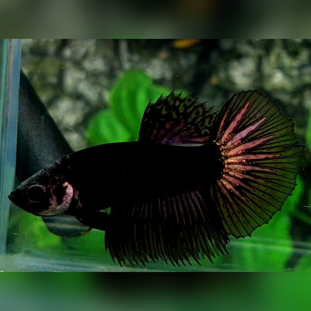 Blacklight Halfmoon Female For Sorority / Breed