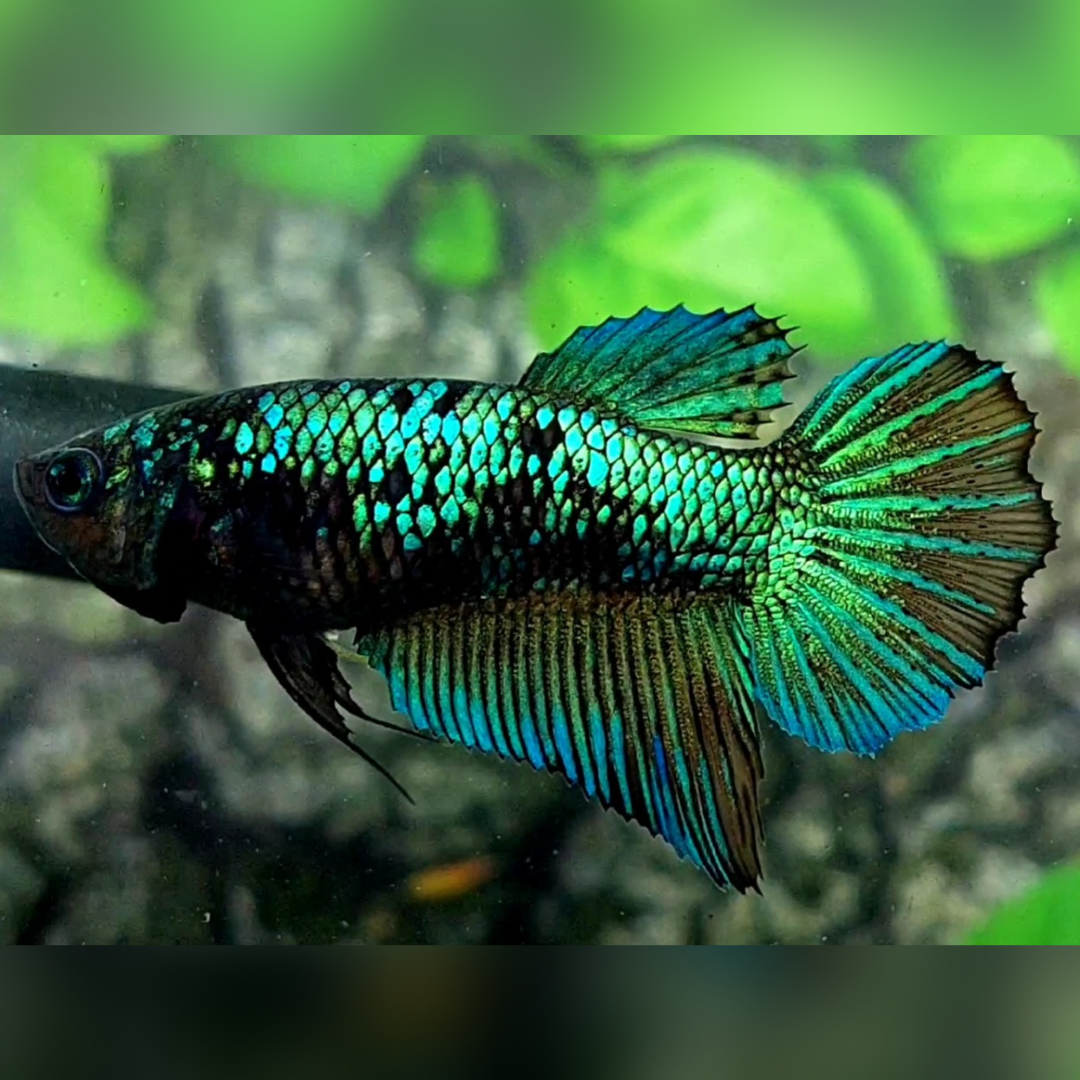 Avatar Green Halfmoon Female For Sorority / Breed