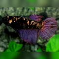 Blackstar Copper Purple Gold Halfmoon Female For Sorority / Breed
