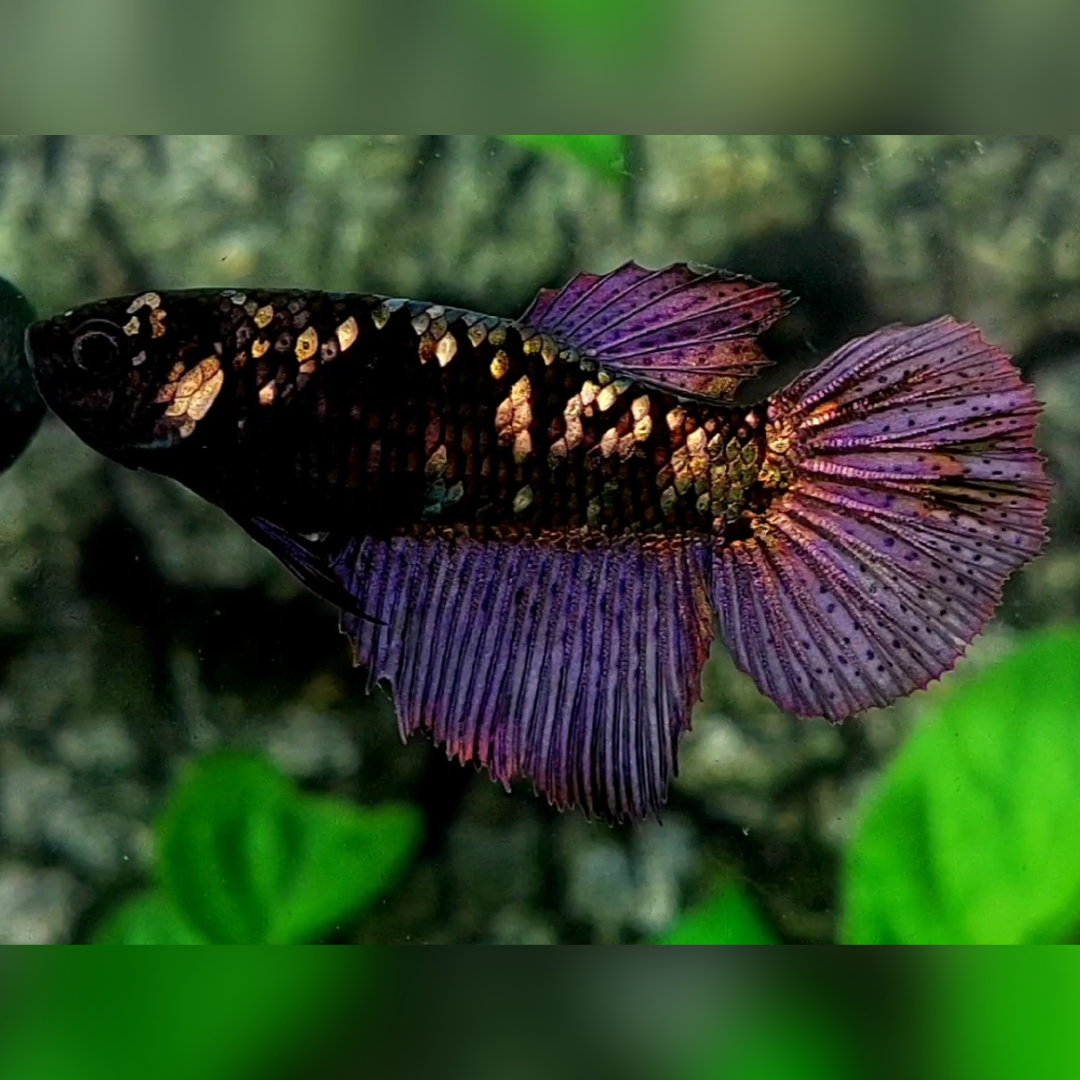 Blackstar Copper Purple Gold Halfmoon Female For Sorority / Breed