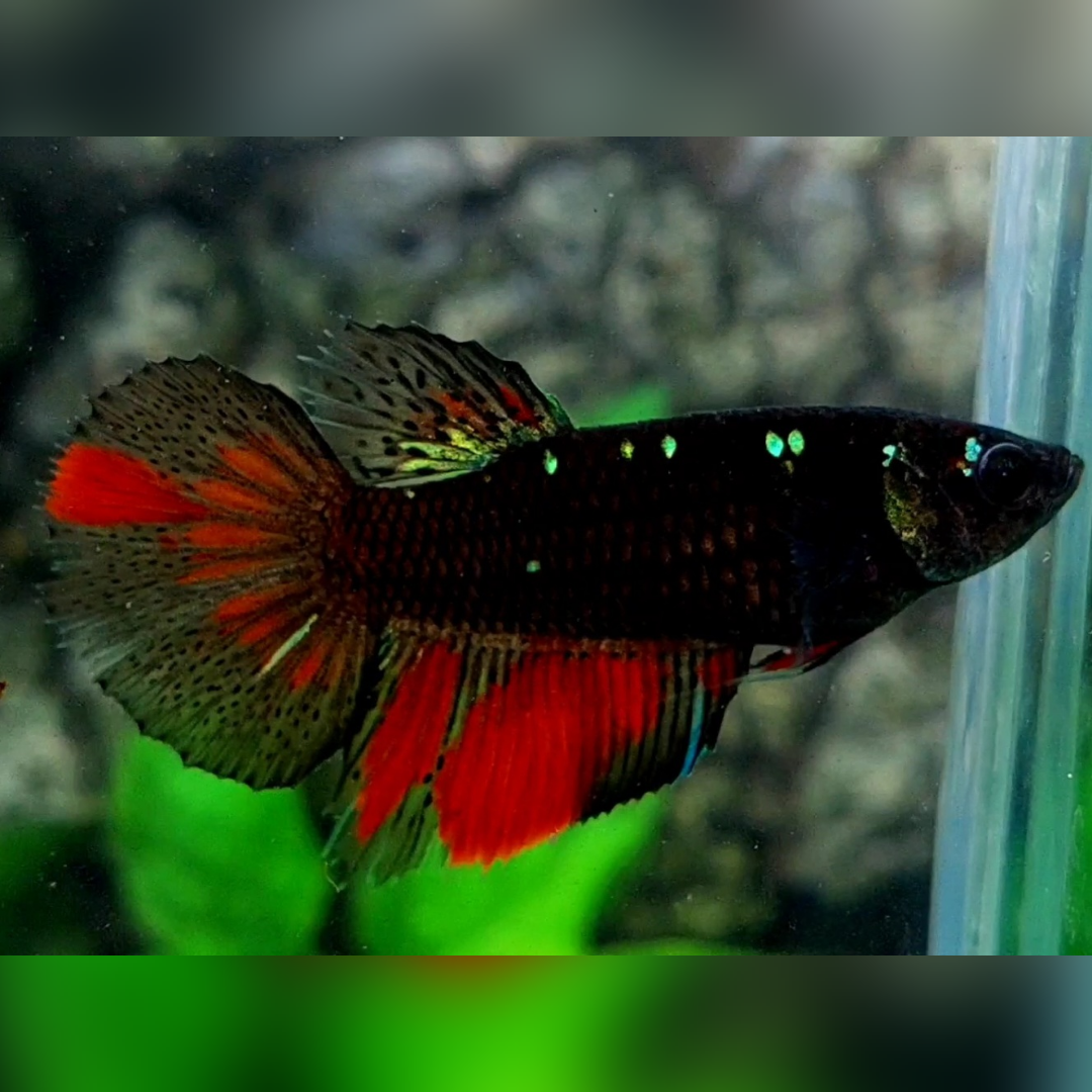 Black Red Green Galaxy Halfmoon Female For Sorority / Breed