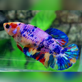 Multicolor Candy HMPK Female For Sorority / Breed