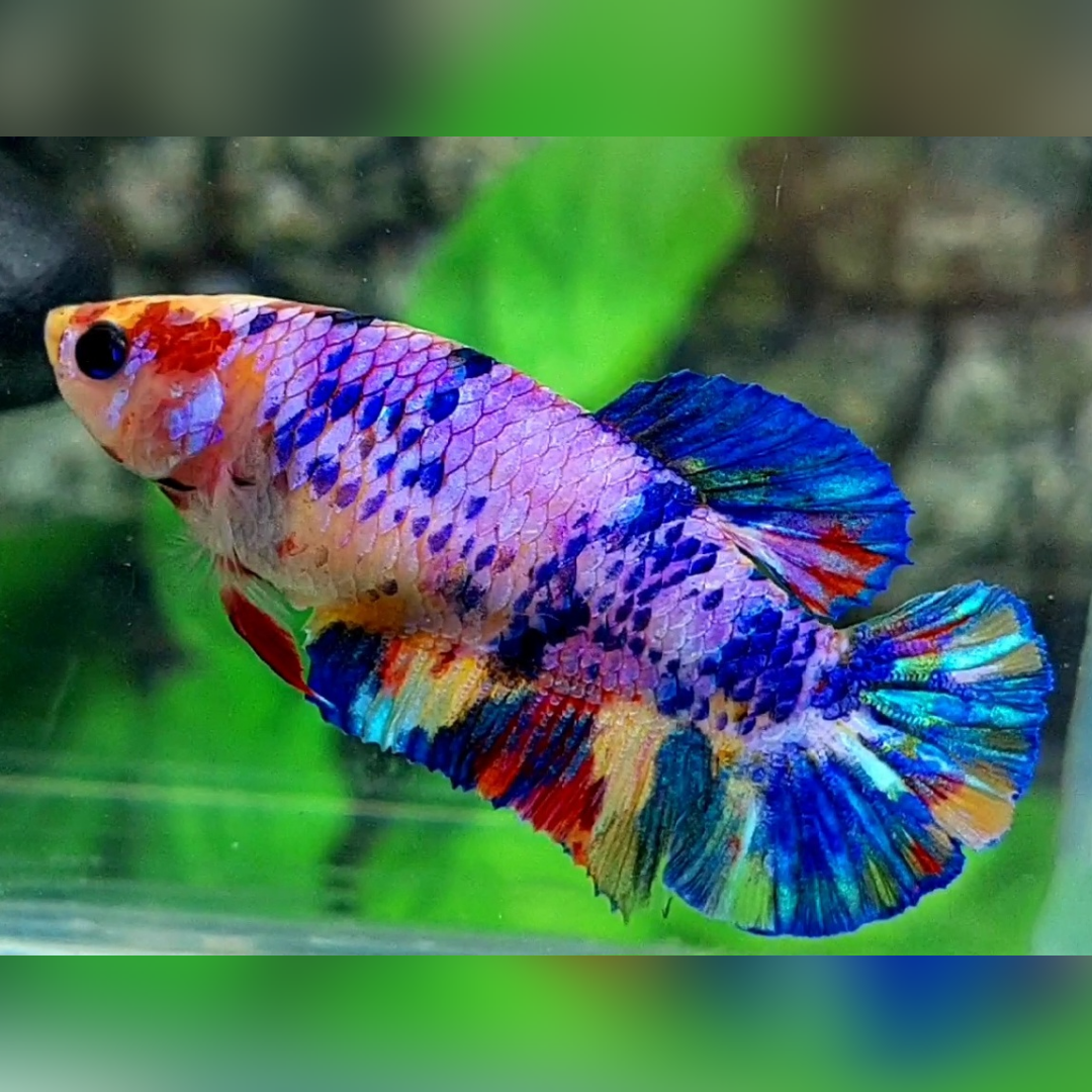 Multicolor Candy HMPK Female For Sorority / Breed