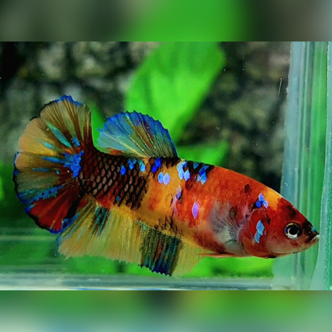 Multicolor Galaxy HMPK Female For Sorority / Breed