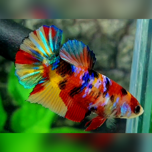 Multicolor Galaxy HMPK Female For Sorority / Breed