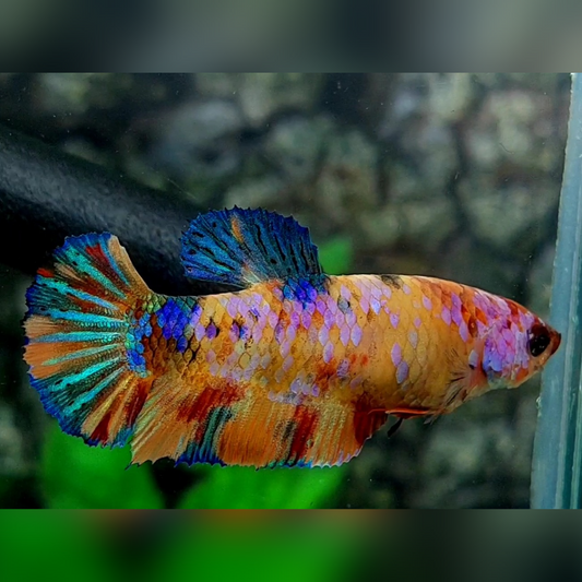 Multicolor Galaxy HMPK Female For Sorority / Breed