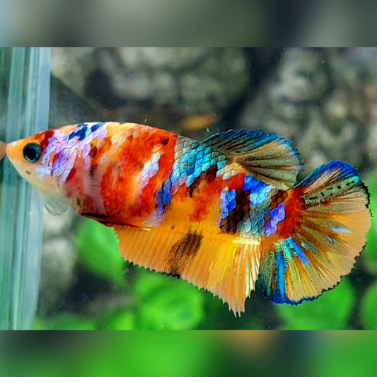 Multicolor Galaxy HMPK Female For Sorority / Breed