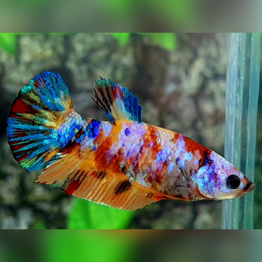 Multicolor Galaxy HMPK Female For Sorority / Breed