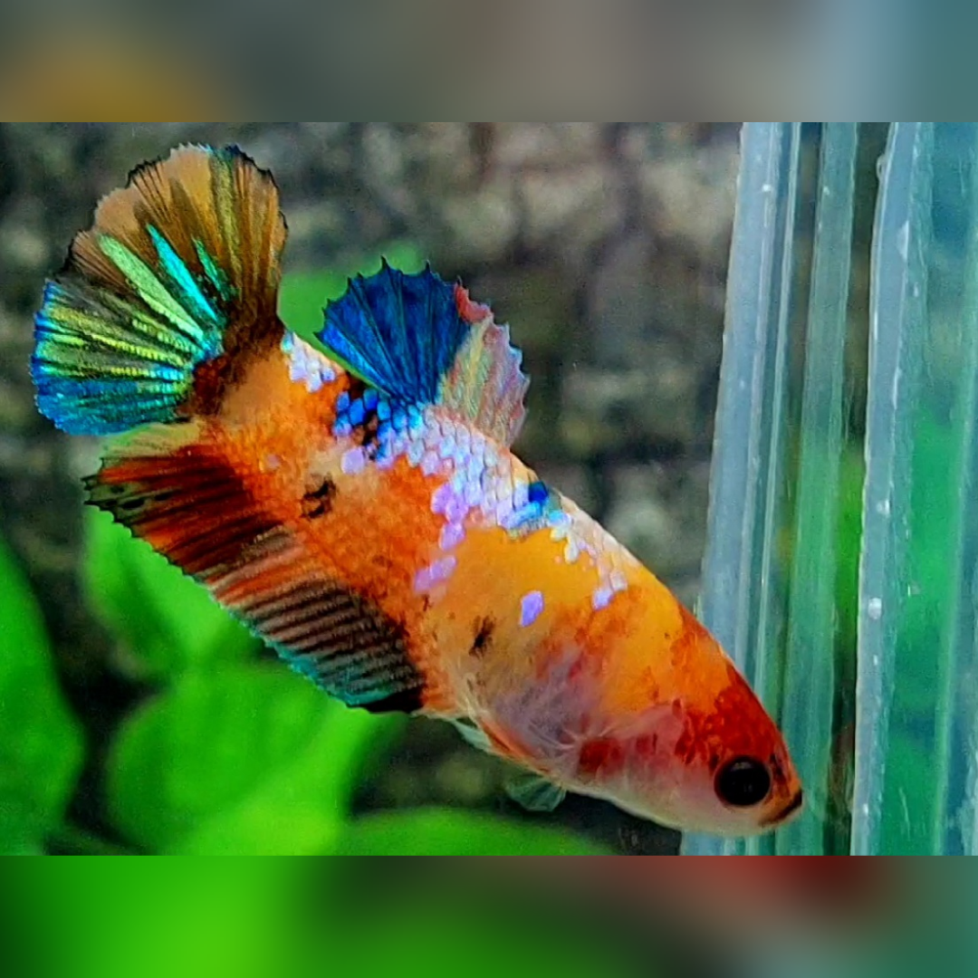 Multicolor Yellowbase Galaxy HMPK Female For Sorority / Breed