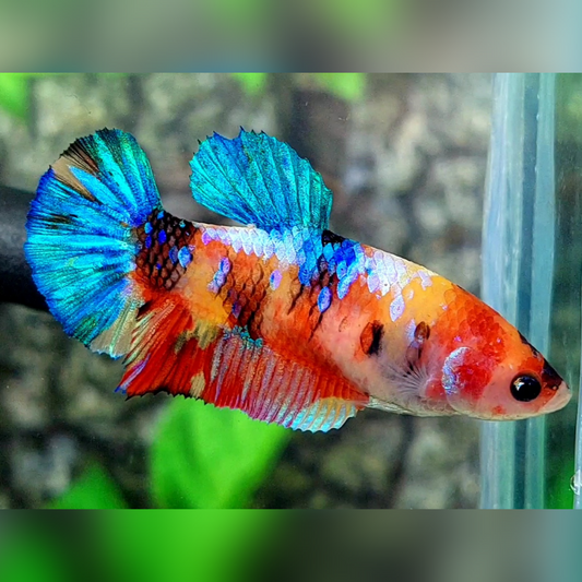 Multicolor Galaxy HMPK Female For Sorority / Breed