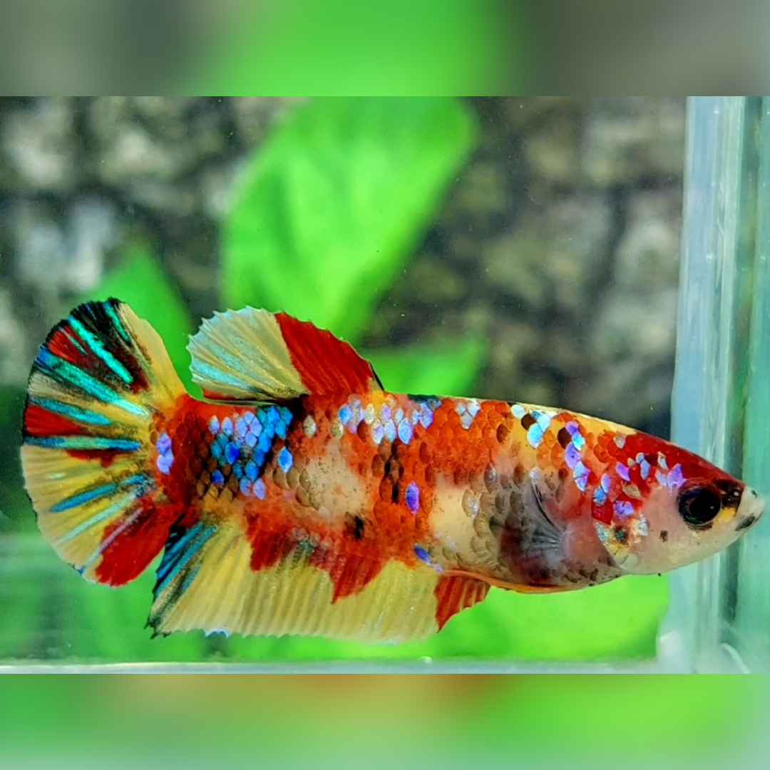 Multicolor Galaxy HMPK Female For Sorority / Breed