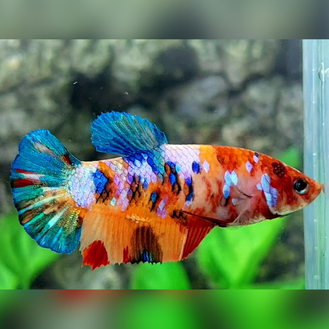 Multicolor Galaxy HMPK Female For Sorority / Breed