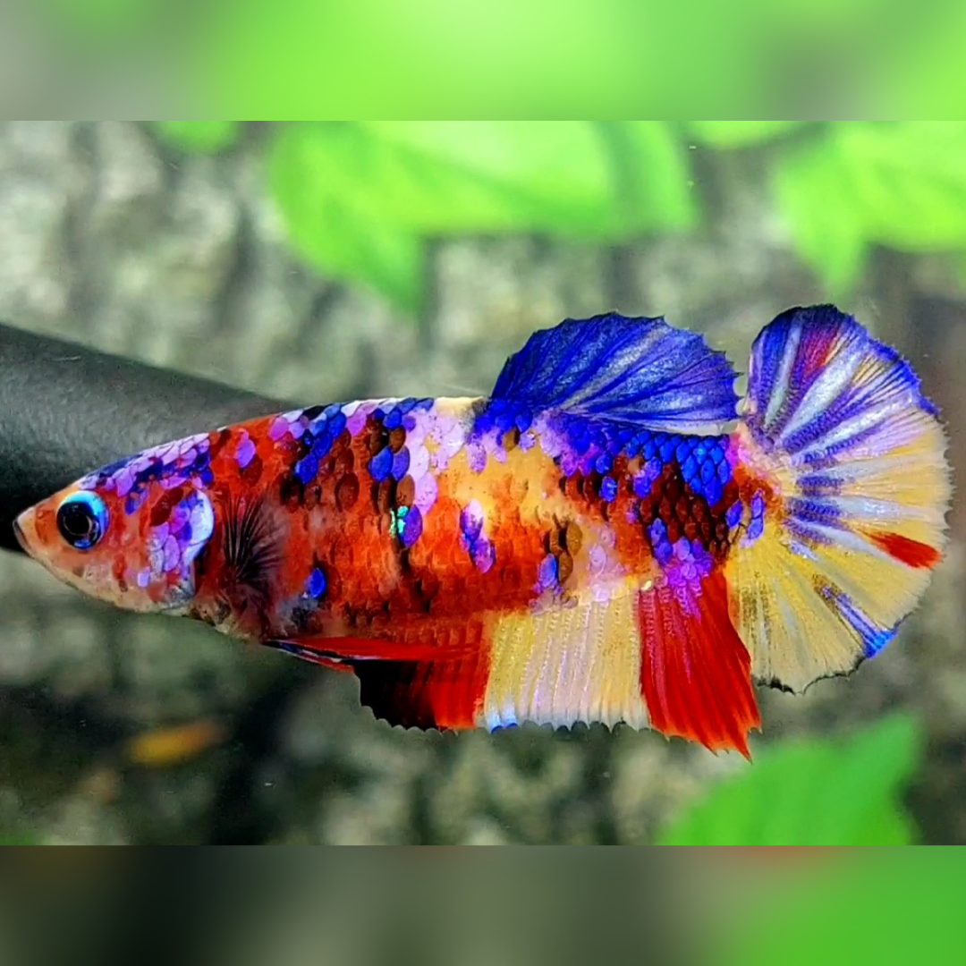 Multicolor Galaxy HMPK Female For Sorority / Breed